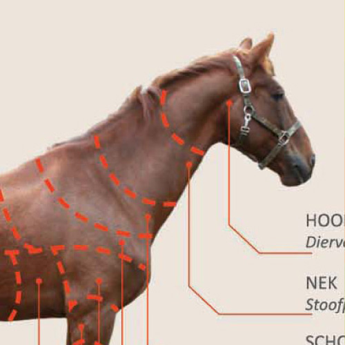 Vooroordelen Paardenvlees